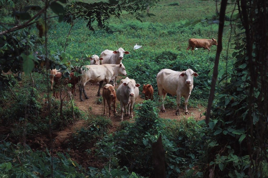 Criadores oferecem recompensa para quem desvendar mistério de mutilação de gado 1 Criadores oferecem recompensa para quem desvendar mistério de mutilação de gado