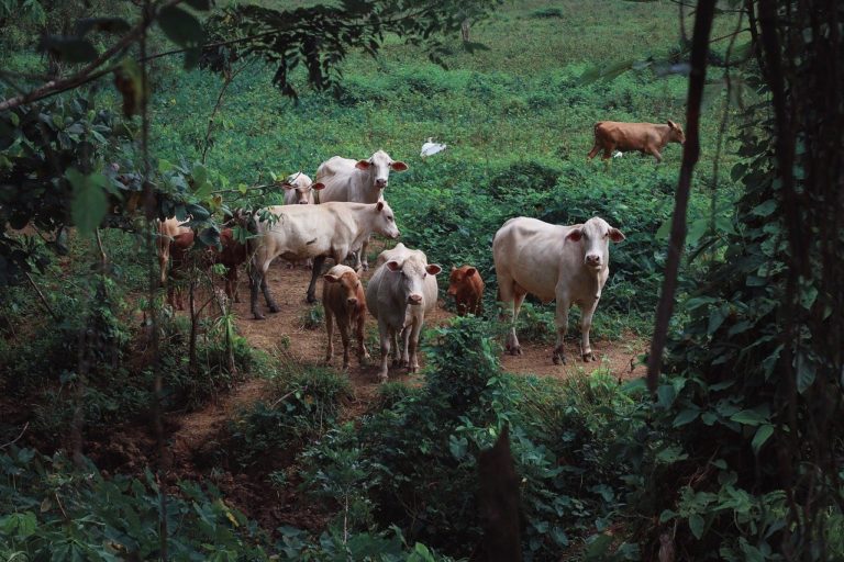 Criadores oferecem recompensa para quem desvendar mistério de mutilação de gado