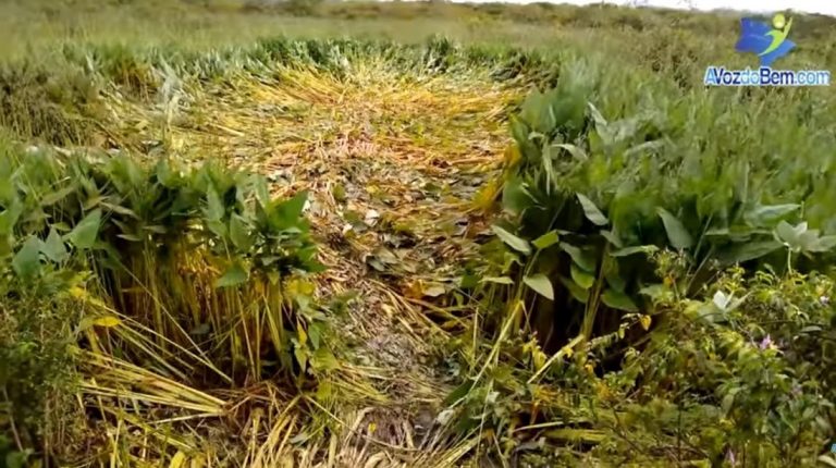 Pela segunda vez em quinze dias, moradores avistam objeto no céu e descobrem marcas na vegetação em Itapiúna, no Ceará, sugerindo o pouso de um disco voador