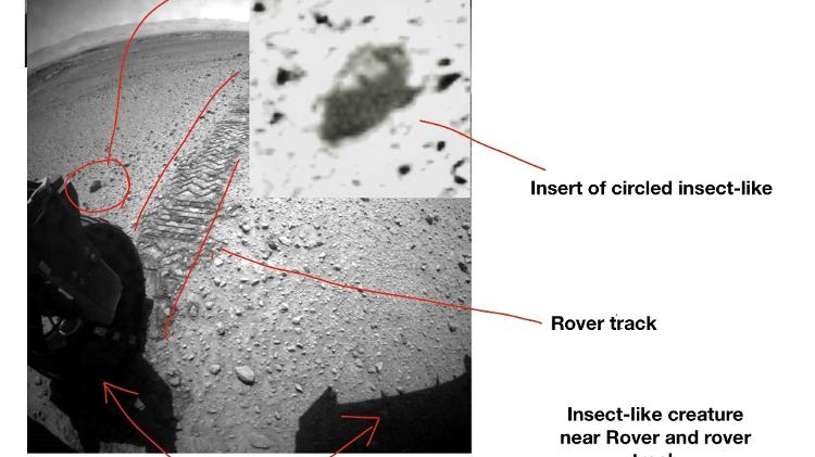professor da universidade de ohio identificou formas similares a insetos ou repteis em fotos da nasa