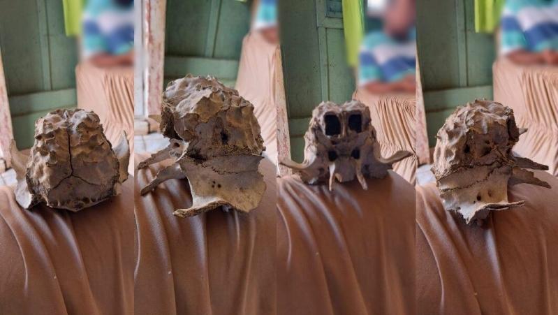 Crânio de ET? Estranha cabeça encontrada em fazenda deixa população desconfiada 2 Crânio de ET? Estranha cabeça encontrada em fazenda deixa população desconfiada