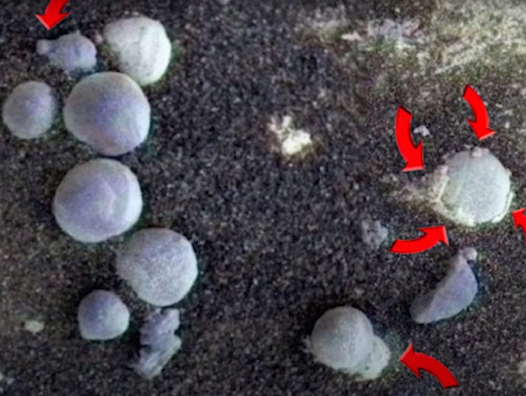Cientistas anunciam fungo em Marte: será mesmo vida extraterrestre? 1 Pesquisadores dizem ter indícios da presença de fungos em Marte. Finalmente encontramos vida extraterrestre em outro planeta do sistema solar (Foto_reprodução)
