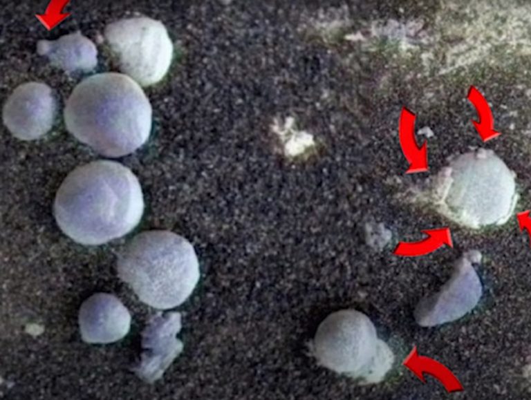 Pesquisadores dizem ter indícios da presença de fungos em Marte. Finalmente encontramos vida extraterrestre em outro planeta do sistema solar (Foto_reprodução)