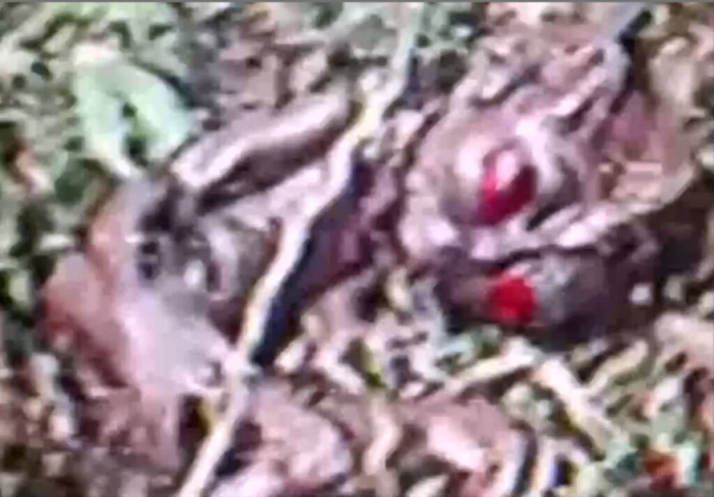 ET de Varginha: como um vídeo de péssima qualidade causou tanto alvoroço? 1 Frame de vídeo do suposto ET de Varginha em close (Foto: reprodução, Canal Rony Vernet)