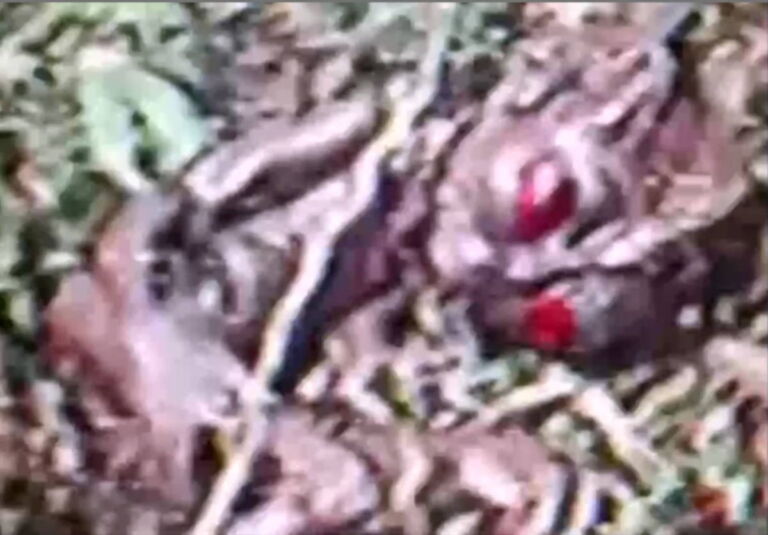 Frame de vídeo do suposto ET de Varginha em close (Foto: reprodução, Canal Rony Vernet)